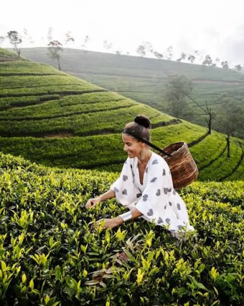 Colombo to Nuwara Eliya