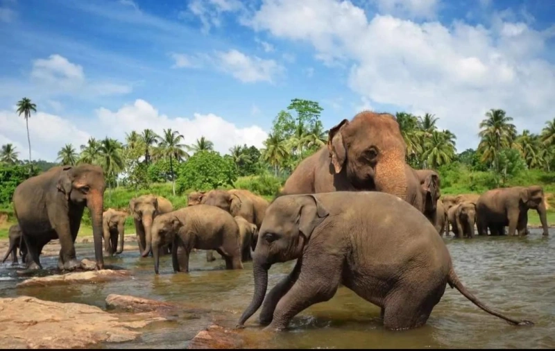 Pearl of Ceylon - Scenic Journey