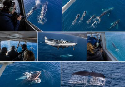 Whale Watching Tour