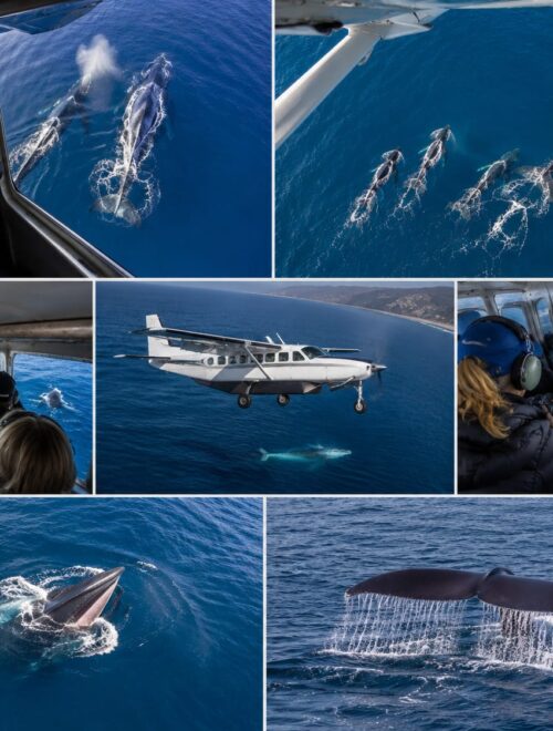 Whale Watching Tour