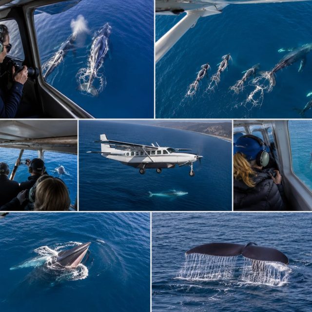 Whale Watching Tour